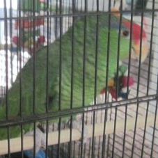 the Red Headed Amazon.